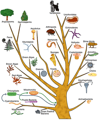 evolutionary_tree_002